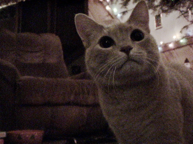 The cat gets to play in the boxes!