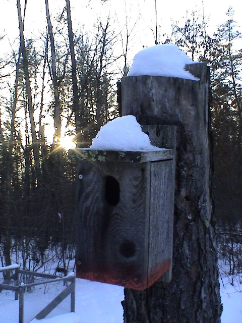 A birdhouse. Mom's garden is in the background.