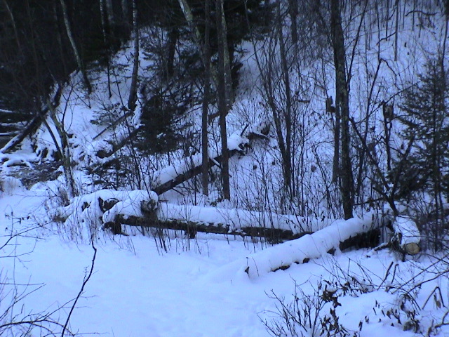 The beavers went crazy a couple years back and tried to dam the Mississippi. The Department of Natural Resources doesn't take kindly to that.