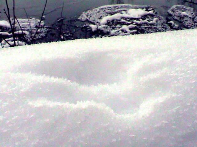 Bunny tracks in the snow.