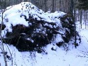 This is the brush pile where Mom says the Bear lives.